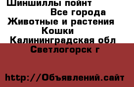 Шиншиллы пойнт ns1133,ny1133. - Все города Животные и растения » Кошки   . Калининградская обл.,Светлогорск г.